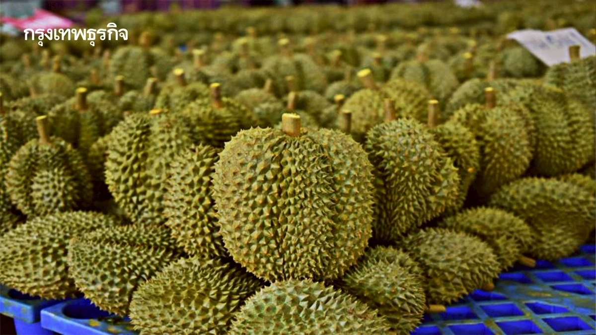 เกษตรฯประสาน จีน เปิดด่าน 24 ชั่วโมง อ้าแขนรับทุเรียนไทย ปลอดBY2