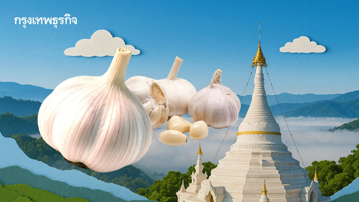 แม่ฮ่องสอนโมเดล ยกระดับกระเทียม  สู่สินค้าเกษตรมูลค่าสูง