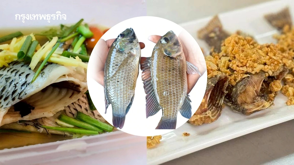 'ปลาหมอคางดำ' สู่สารพัดเมนูความอร่อยบนโต๊ะอาหาร ครบโภชนาการ