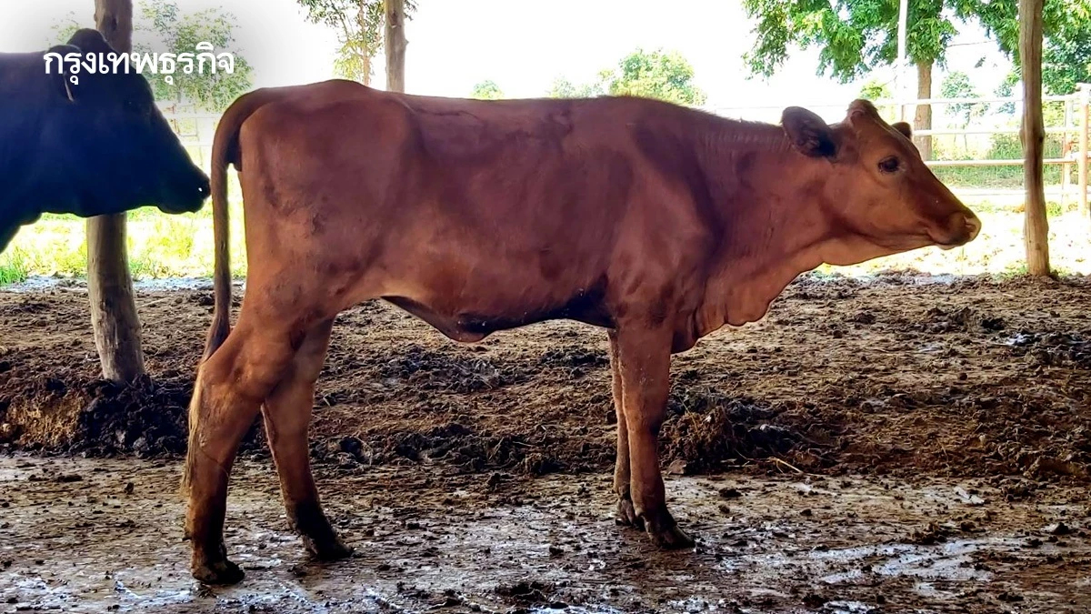 ปศุสัตว์ คุมเข้มโรคแอนแทรกซ์ ปิดพื้นที่ เร่งฉีดวัคซีนโคกระบือ