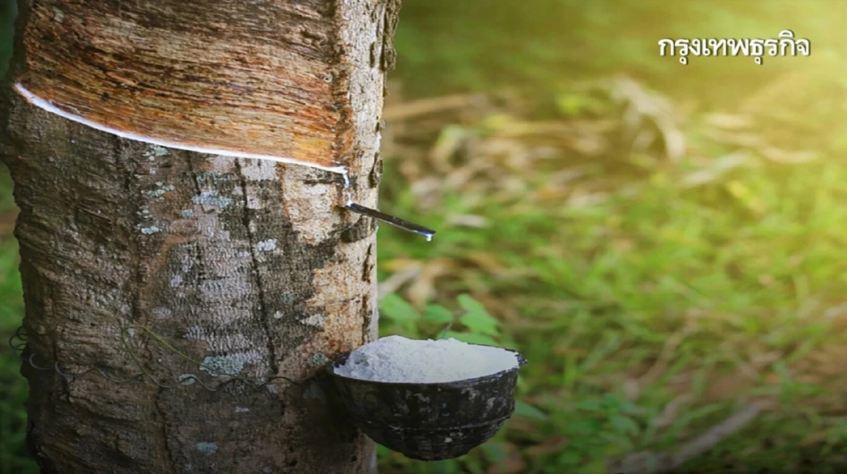 กษ. มอบโฉนดต้นไม้-ต้นยางพารา ช่วยเกษตรกรแปลงสินทรัพย์เป็นทุน