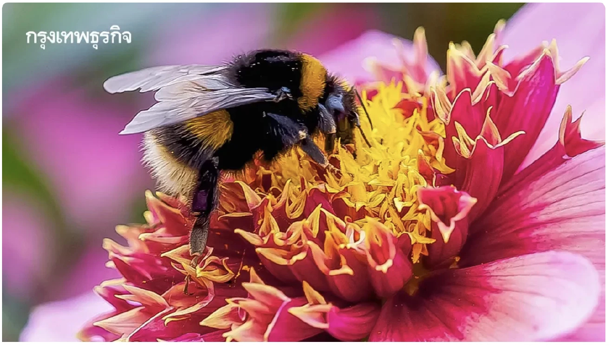 วันผึ้งโลก กับ คอนโดแมลง เพิ่มรายได้เกษตรกร เพิ่ม GDP ประเทศ