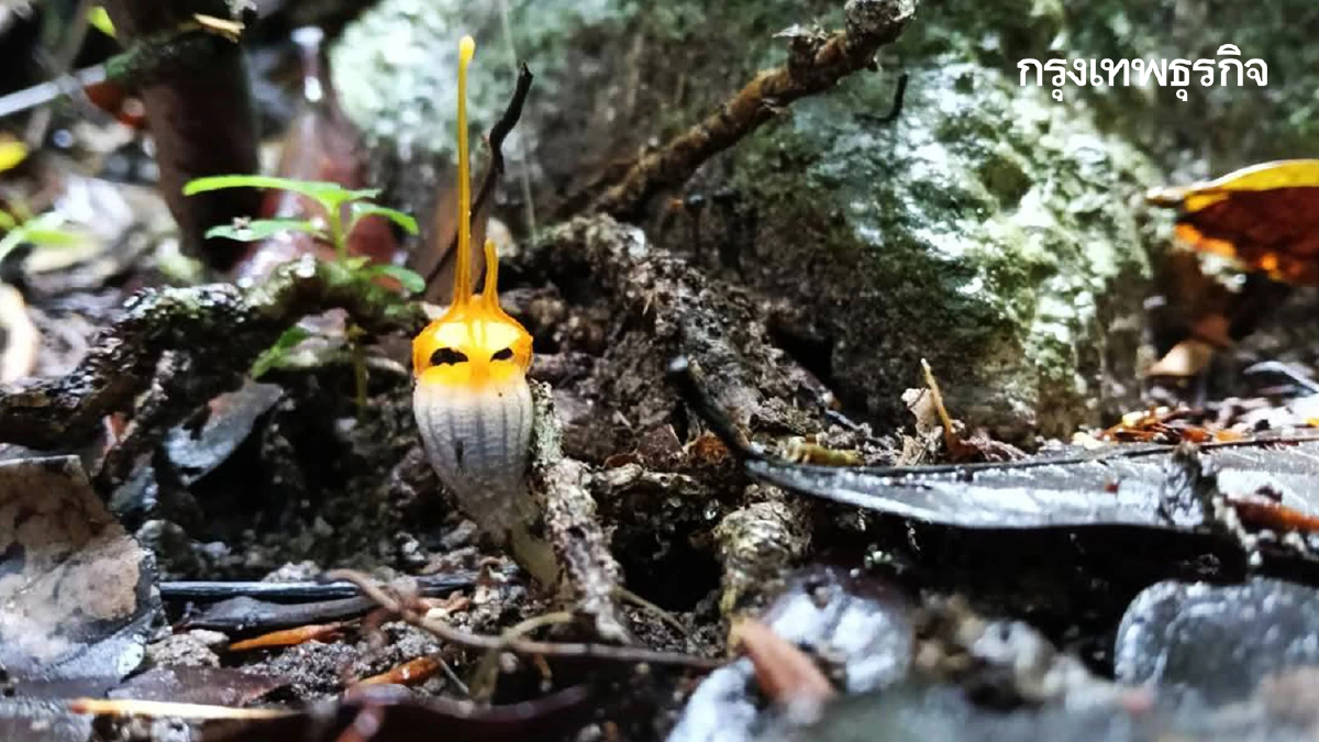 ค้นพบพิศวงตะรุเตา ดอกแรกของปี 2568 บนเกาะอาดัง พืชหายาก ต้องดู