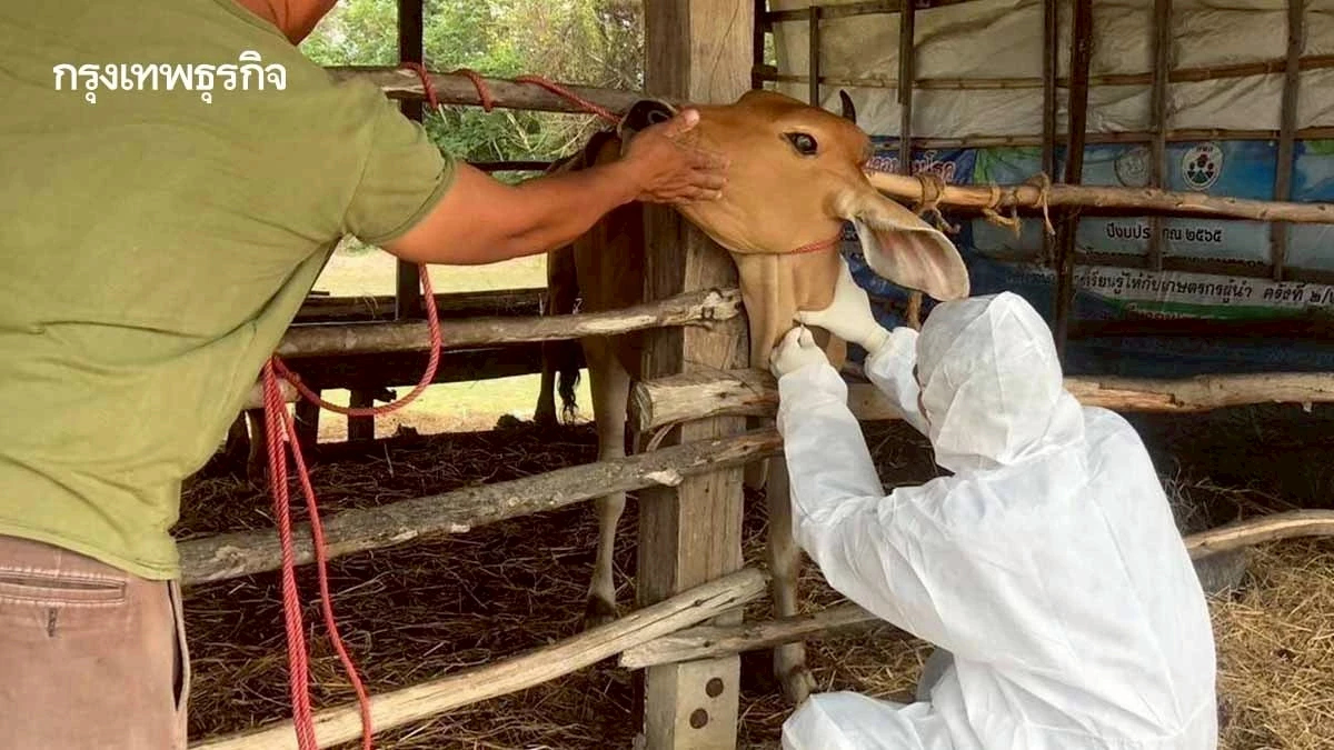 ปศุสัตว์ ยันไม่พบสัตว์ติดแอนแทรกซ์ พร้อมฉีดวัคซีนคุมรัศมี 5 กม.