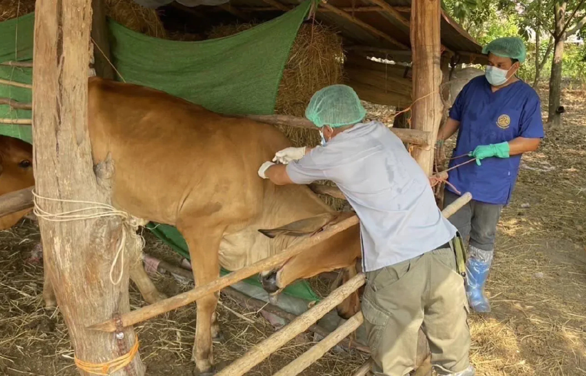 กรมปศุสัตว์ เร่งคุมแอนแทรกซ์ ยังไม่พบสัตว์ป่วย-ตายผิดในพื้นที่