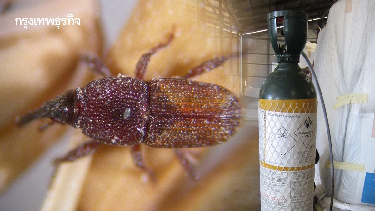 กรมวิชาการเกษตรแนะรมอีโคฟูม-เวเปอร์ฟอส ปลอดภัย ใช้เวลาน้อย