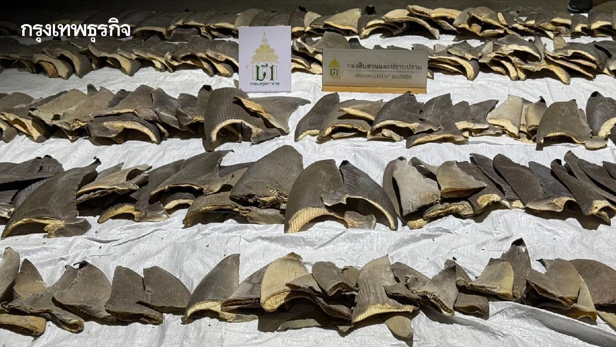 ศุลกากร ตรวจยึด "ครีบปลาฉลาม" ลอบเข้าไทย 402 ชิ้น มูลค่ากว่า 2 ล้าน