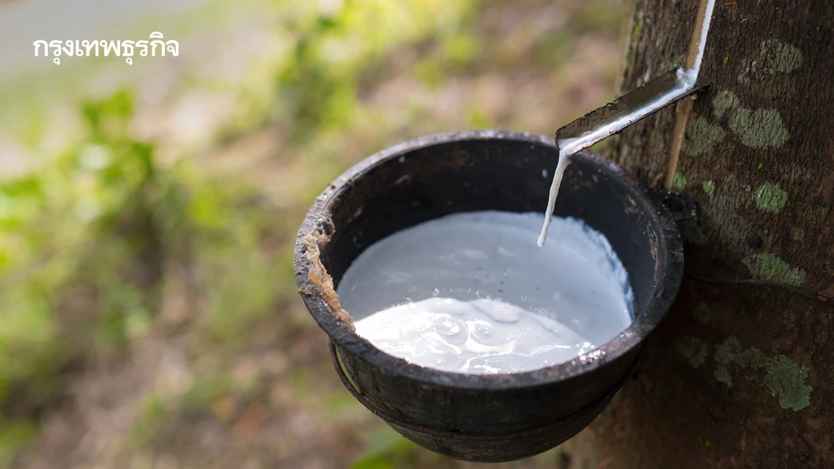 กยท.เบรกชาวสวนเปิดหน้ากรีดยาง ปี68 ป้องราคาตกจากนโยบายทรัมป์