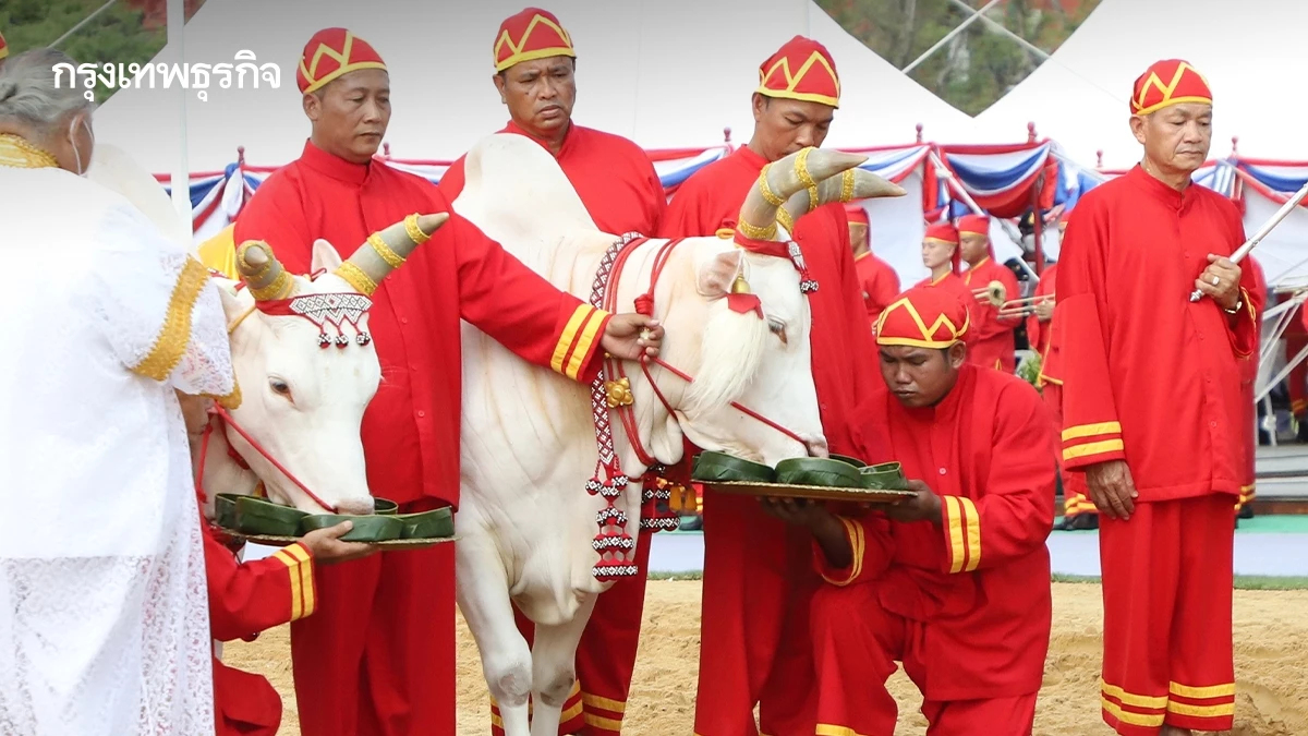 เปิดความหมายเสี่ยงทาย พิธีแรกนาขวัญ วันพืชมงคล ทำนายฝน-ผลผลิต