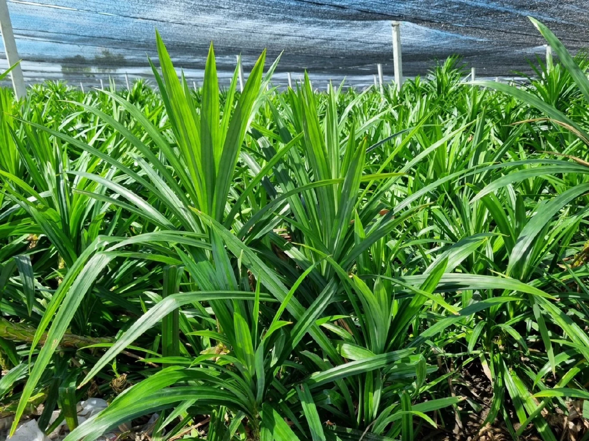 "พาณิชย์" ประกาศขึ้นทะเบียน GI "เตยหอมปทุม" จ.ปทุมธานี