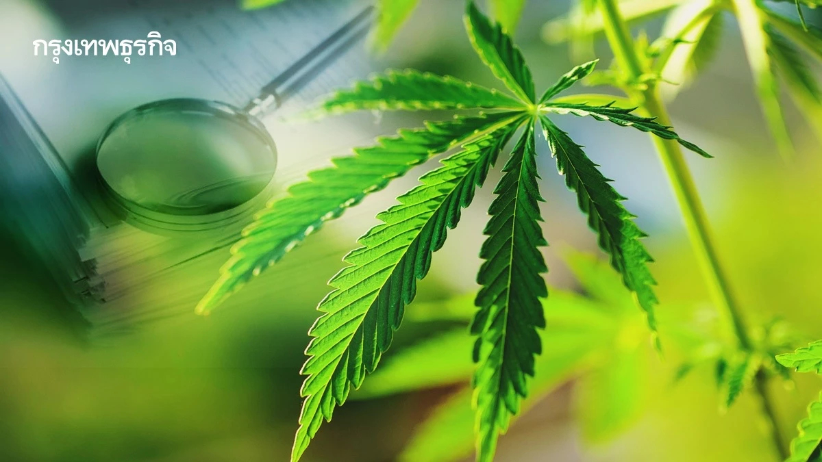 กาง(ร่าง)ประกาศ “ช่อดอกกัญชา”(ฉบับใหม่) ข้อห้ามมากกว่าเดิม