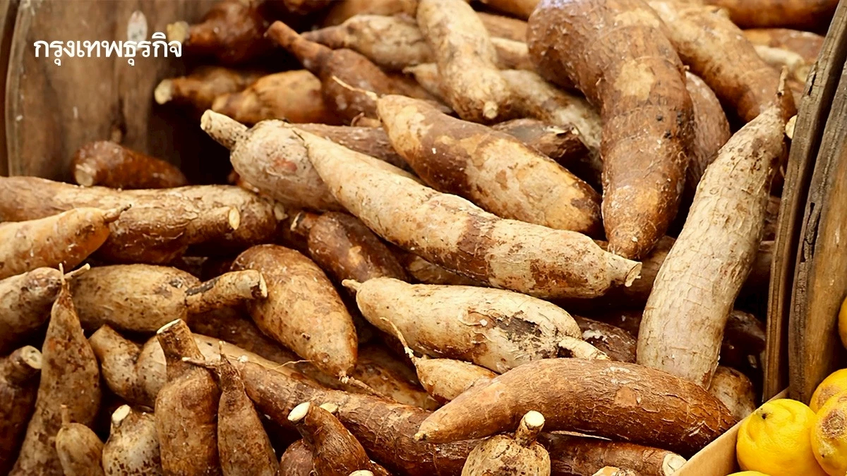 'มันสำปะหลังไทย' เจาะตลาดซาอุฯ สำเร็จ ประเดิมล็อตแรก 2 หมื่นตัน