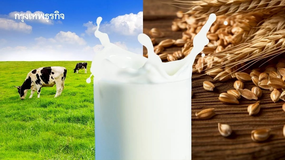 ตัวเลขเปรียบเทียบ นมวัว vs. นมจากพืช อันไหนเป็นมิตรต่อสิ่งแวดล้อมมากกว่า?