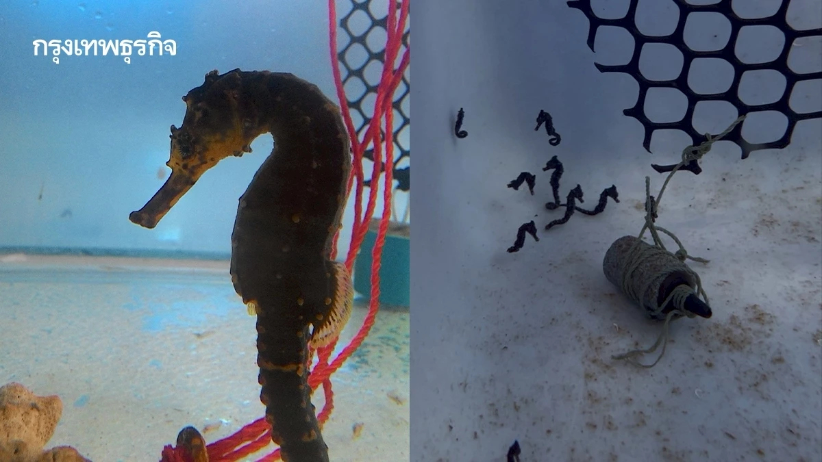 กรมประมง หนุนเพาะ ‘ม้าน้ำ’ขึ้นแท่นสัตว์เศรษฐกิจ รองรับส่งออก