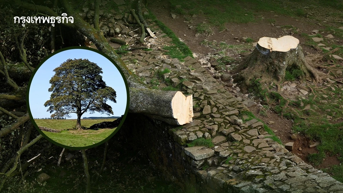 ชาย 2 คนตัดต้นไม้อายุ 150 ปี เสี่ยงติดคุก 10 ปี หลังศาลอังกฤษตัดสินมีความผิด