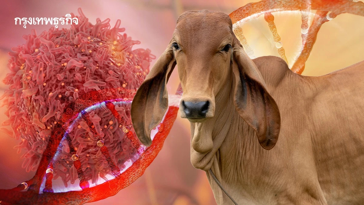 อำนาจเจริญ พบผู้ป่วยเข้าข่าย ‘แอนแทรกซ์’  1 ราย รอผลยืนยันพรุ่งนี้