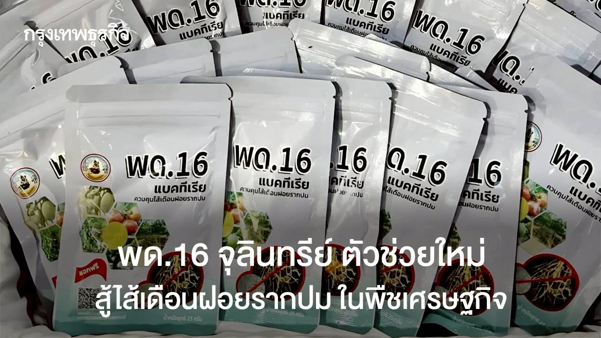 พด.16 จุลินทรีย์ ตัวช่วยใหม่ สู้ไส้เดือนฝอยรากปม ในพืชเศรษฐกิจ
