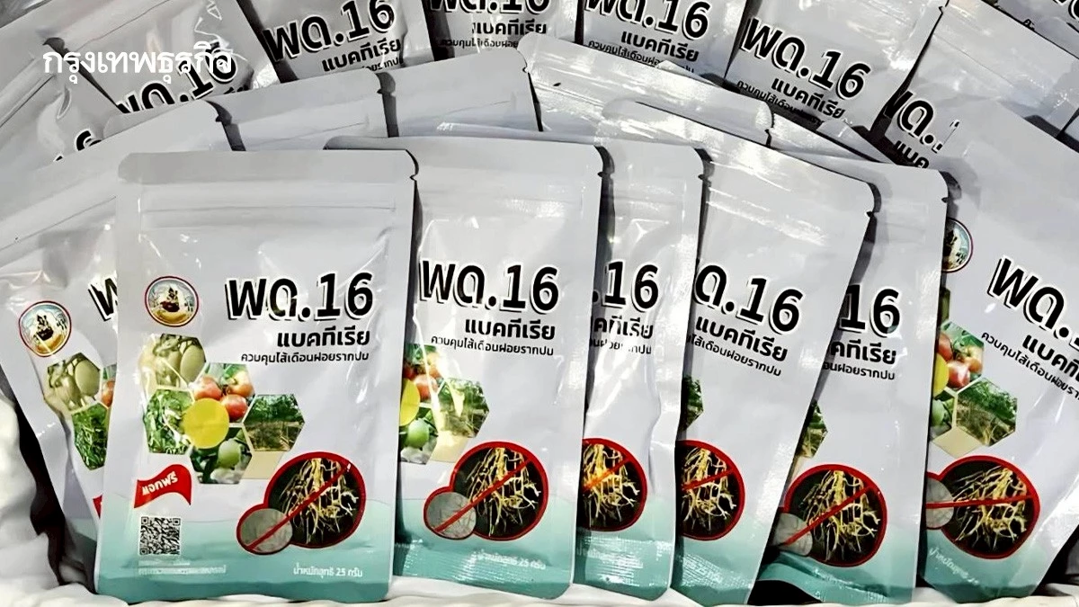 พด.16 จุลินทรีย์ ตัวช่วยใหม่ สู้ไส้เดือนฝอยรากปม ในพืชเศรษฐกิจ