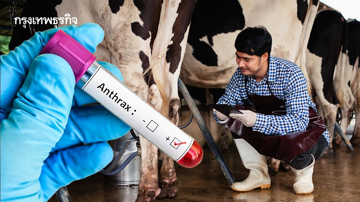อย่ากังวล! 'แอนแทรกซ์' ไม่ติดต่อคนสู่คน แต่ระวัง 3 ทางแพร่เชื้อ