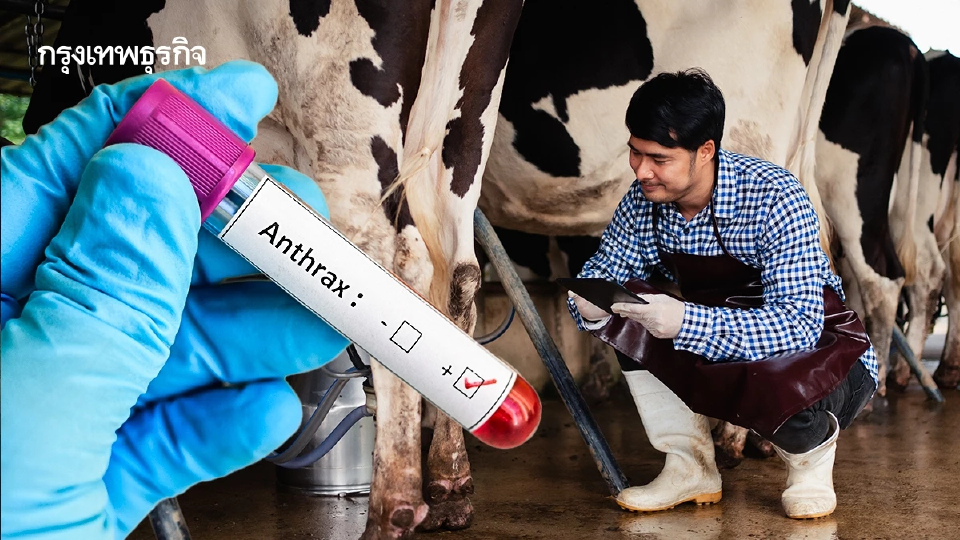 อย่ากังวล! 'แอนแทรกซ์' ไม่ติดต่อคนสู่คน แต่ระวัง 3 ทางแพร่เชื้อ