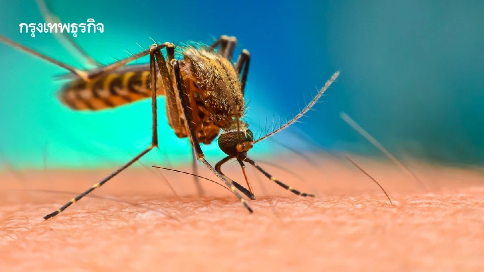 ไขความลับ คนเลือดหวาน! ‘ยุง’ เลือกเหยื่อจากอะไรกันแน่?
