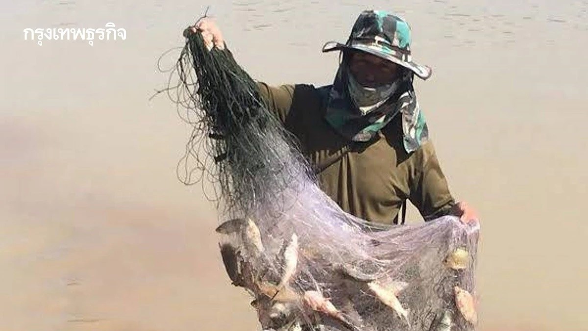 กรมประมงประกาศ 5 ปี ฤดูคุ้มครองสัตว์น้ำจืดมีไข่ทั่วไทย เริ่มปี68