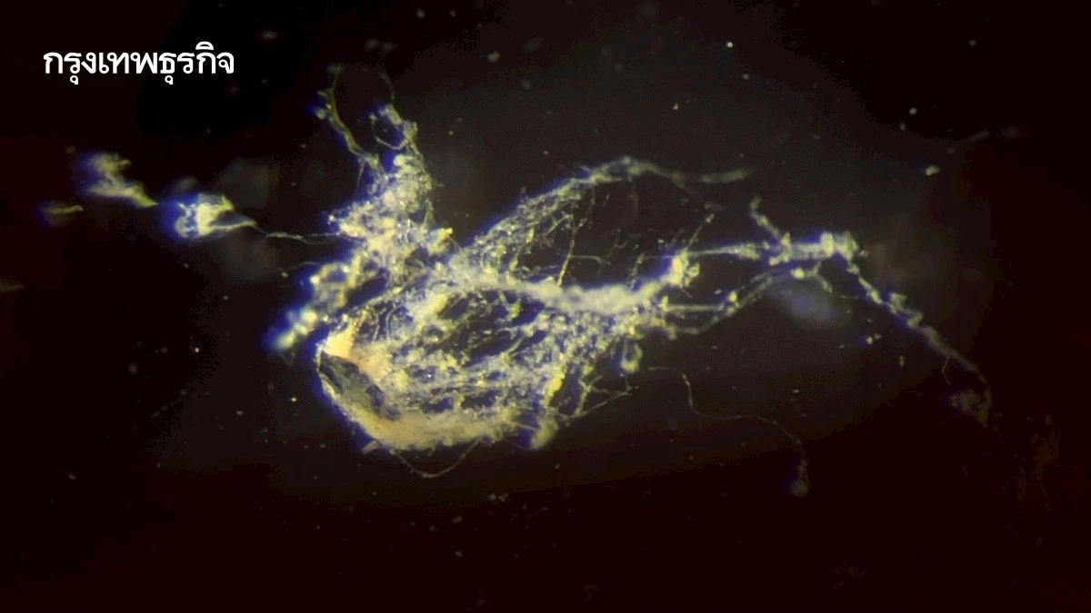 พบ ‘แบคทีเรียนำไฟฟ้า’ ชนิดใหม่ หวังใช้กำจัดมลพิษ-ไบโออิเล็กทรอนิกส์