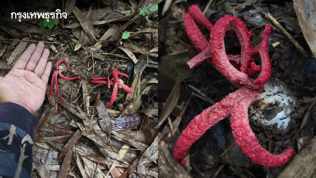 หาชมยาก เห็ดนิ้วปีศาจ เห็ดแปลกแห่งป่าแก่งกระจาน กลิ่นสุดสะพรึง