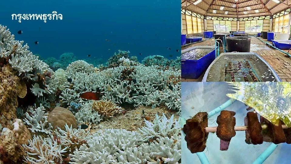 จุฬาฯ เก็บ 'สเปิร์มปะการัง' คืนเดือนเพ็ญ ผสมเทียมสร้างสายพันธุ์สู้โลกร้อน