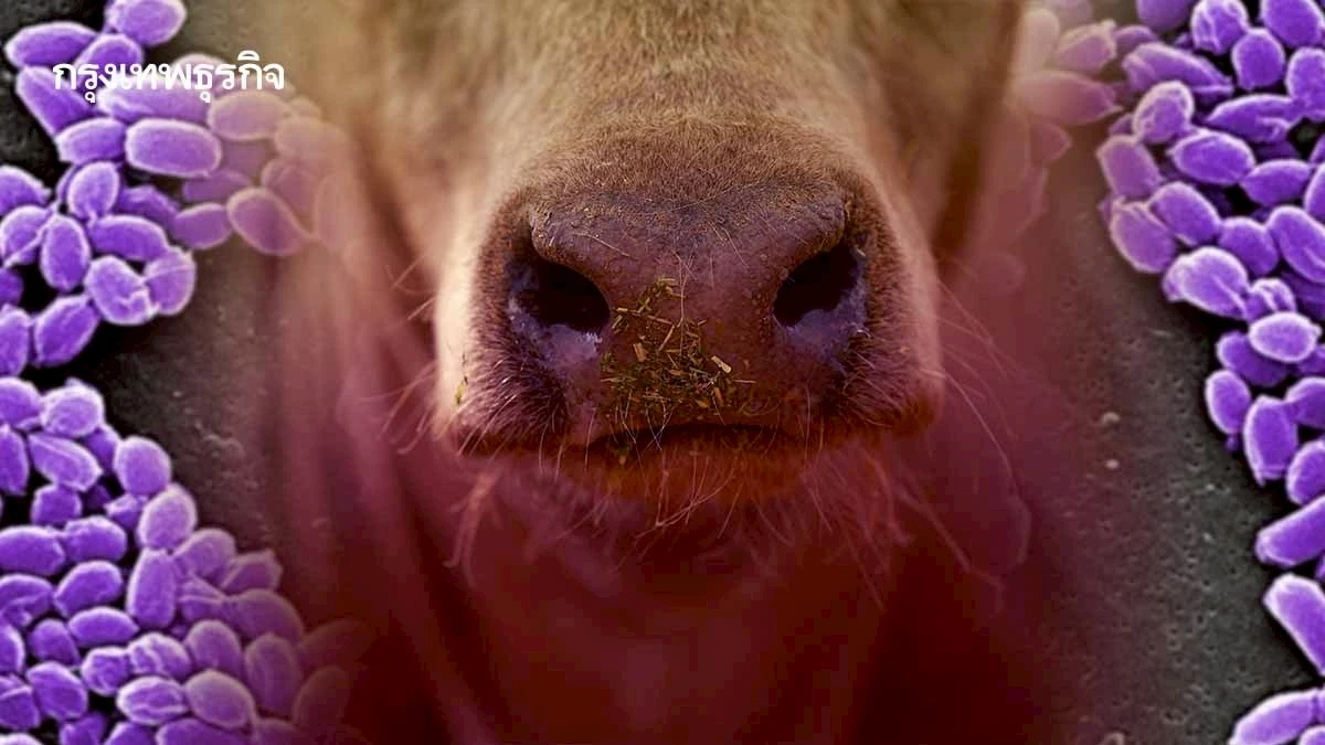 เจาะลึก 'แอนแทรกซ์' ทุกสิ่งที่ควรรู้เกี่ยวกับโรคติดต่อจากสัตว์