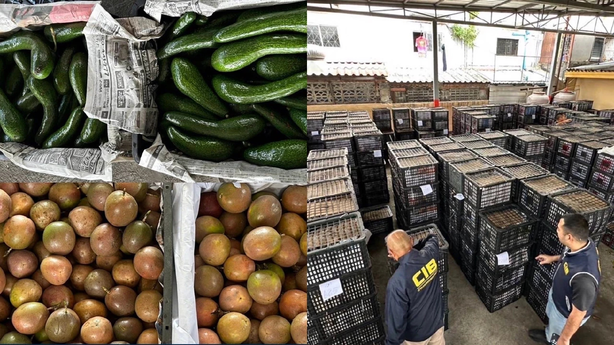 ลอบนำเข้าอะโวคาโด 16 ตัน ผลไม้เถื่อนไม่ผ่านตรวจพืช เสี่ยงทำเกษตรไทยพัง