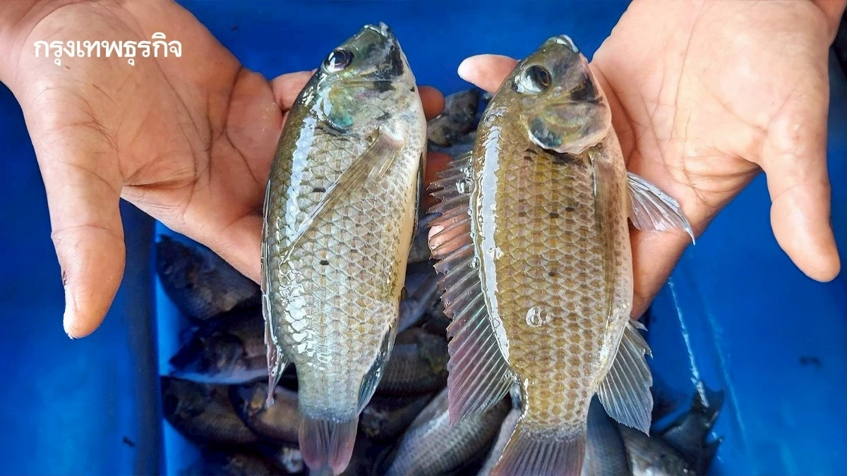 กรมประมง ป้องปลาหมอคางดำระบาด เปิดจุดรับซื้อรอบใหม่ 14 จังหวัด