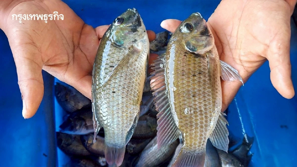 กรมประมง ป้องปลาหมอคางดำระบาด เปิดจุดรับซื้อรอบใหม่ 14 จังหวัด