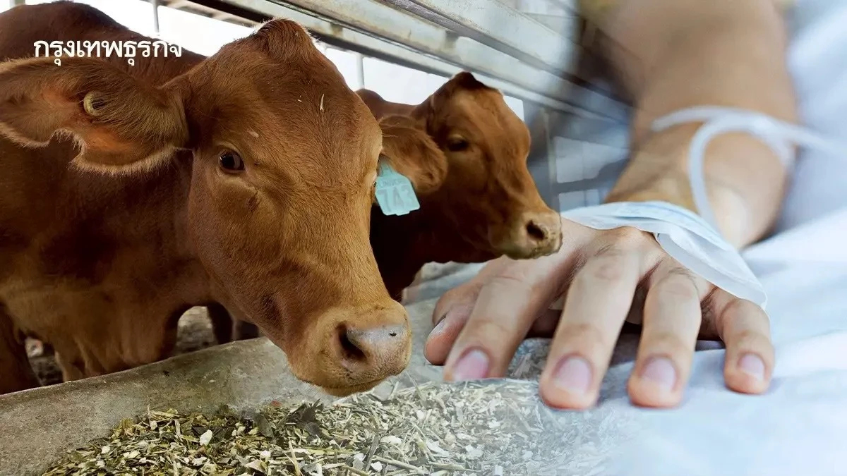 'แอนแทรกซ์' มุกดาหารไม่พบผู้ป่วยเพิ่ม ควบคุมโรคได้แล้ว