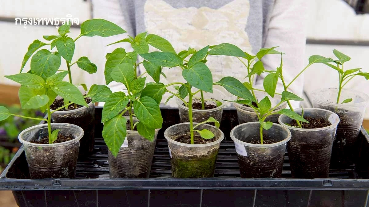 พิกัดแจกกล้าไม้ ต้นไม้ฟรี กทม. - ทั่วไทย พันธุ์ไม้ดอก ไม้ผล รับได้