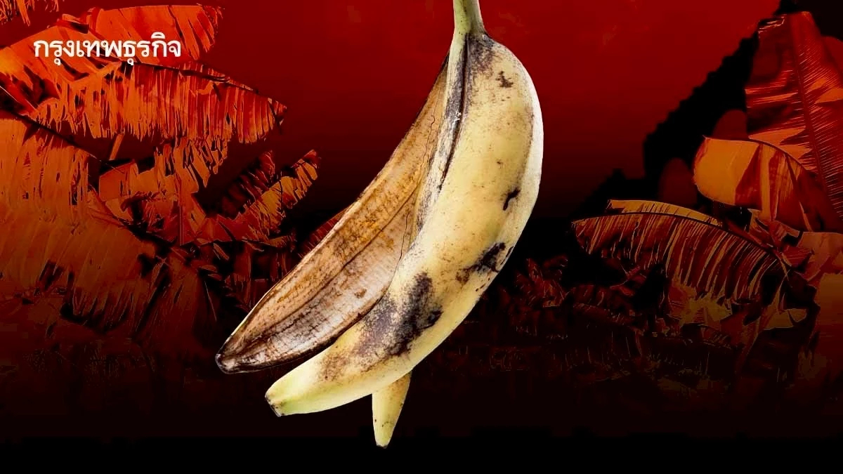 ‘กล้วย’ กำลังจะหมดโลก เจออากาศร้อน-พายุรุนแรง-โรคเชื้อรา