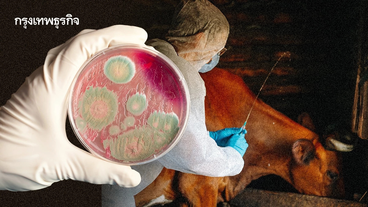 แอนแทรกซ์ โรคเก่าเล่าใหม่ ป้องกันได้หากเข้าใจ | Now and Beyond