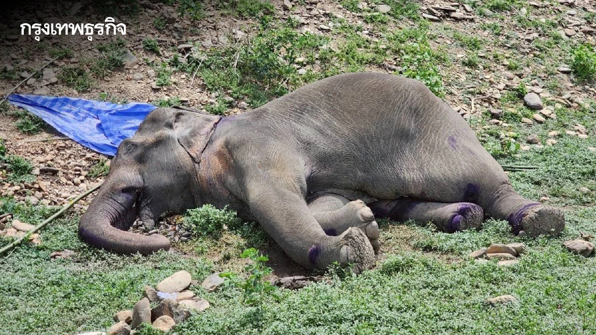 เศร้า! ช้างป่ากุยบุรีขาเจ็บล้มแล้ว ชันสูตรพบกระสุนฝังในหลายจุด