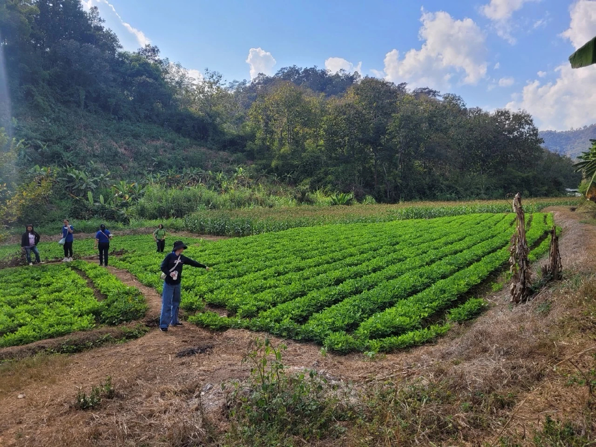 สศก.เผยผลการศึกษาหนุนเกษตรกรปลูกถั่วลิสงเพิ่มรายได้