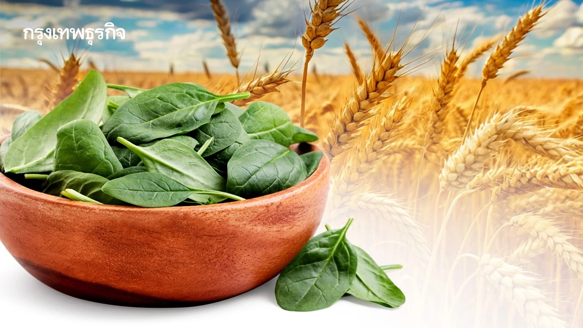 ‘ผักโขม-ข้าวสาลี’ พืชอาหารที่ควรปลูก หากเกิด ‘สงครามนิวเคลียร์’