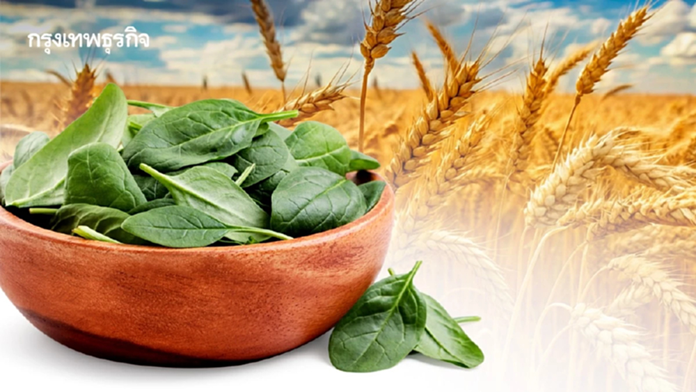 ‘ผักโขม-ข้าวสาลี’ พืชอาหารที่ควรปลูก หากเกิด ‘สงครามนิวเคลียร์’