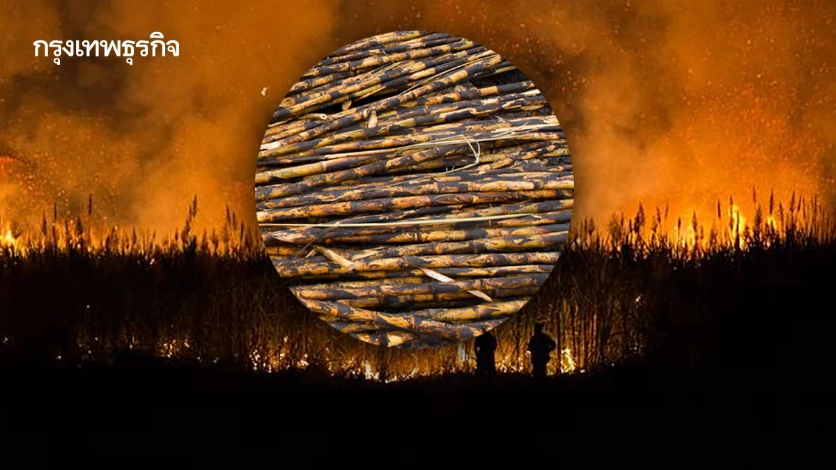 'สอน.' ถอดข้อมูลโรงงานรับซื้อ 'อ้อยไฟไหม้' ออกจากเว็บ!