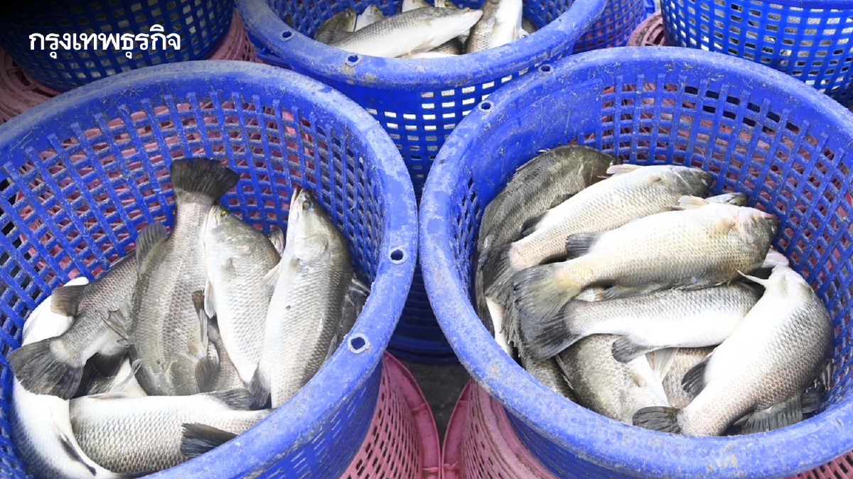 พาณิชย์ ร่วม ซีพี แอ็กซ์ตร้า 'รับซื้อปลากะพง' 3,200 ตัน ทั่วประเทศ