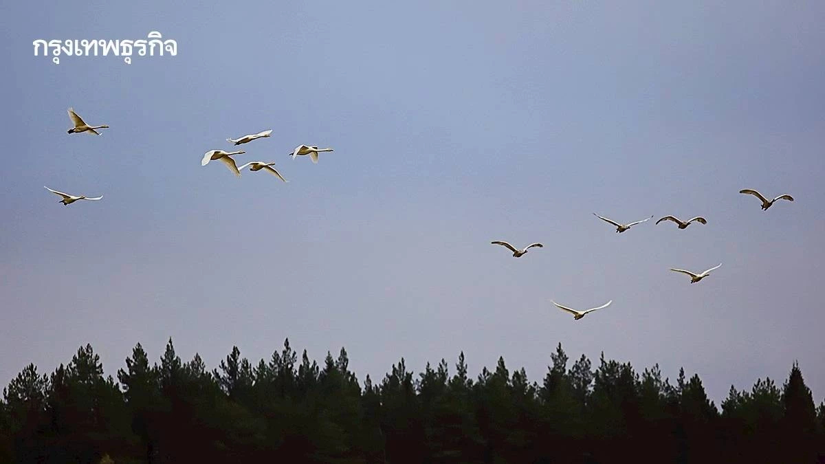 11 พ.ค. วันนกอพยพโลก มลพิษ-โลกร้อน นกหายกว่าครึ่ง เร่งสังคมเมืองเปลี่ยนวิถี