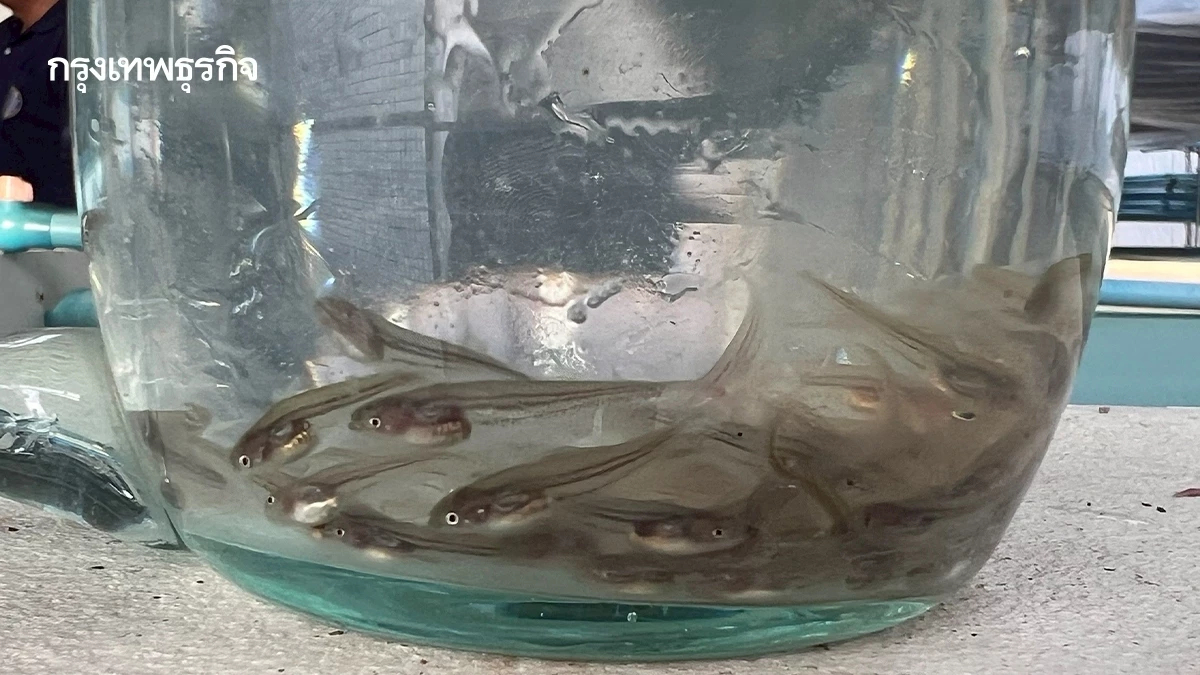 กรมประมง ปั้น ‘ปลาชะโอน’ดาวรุ่งสัตว์น้ำจืดเศรษฐกิจชนิดใหม่