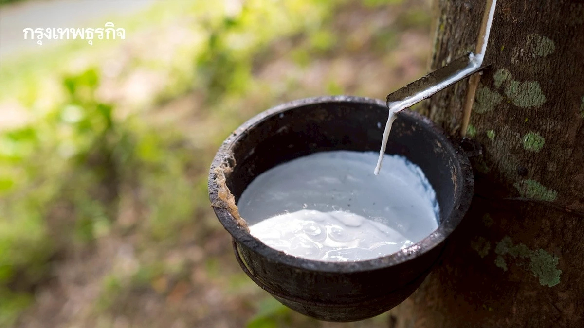 กรมวิชาการเกษตร ระงับนำเข้าน้ำยาง หลังชาวสวนร้องต้นเหตุราคาตก