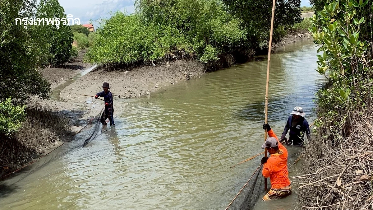 ประมงสมุทรสงคราม รุกจับปลาหมอคางดำ ปูพรมลงแขกทุกเดือน