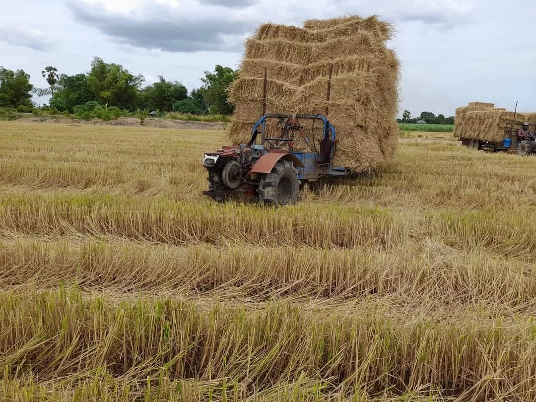 ส่งออกข้าวเม.ย. 5.8 แสนตัน  จับตาราคาข้าวไทยยังสูงกว่าคู่แข่ง