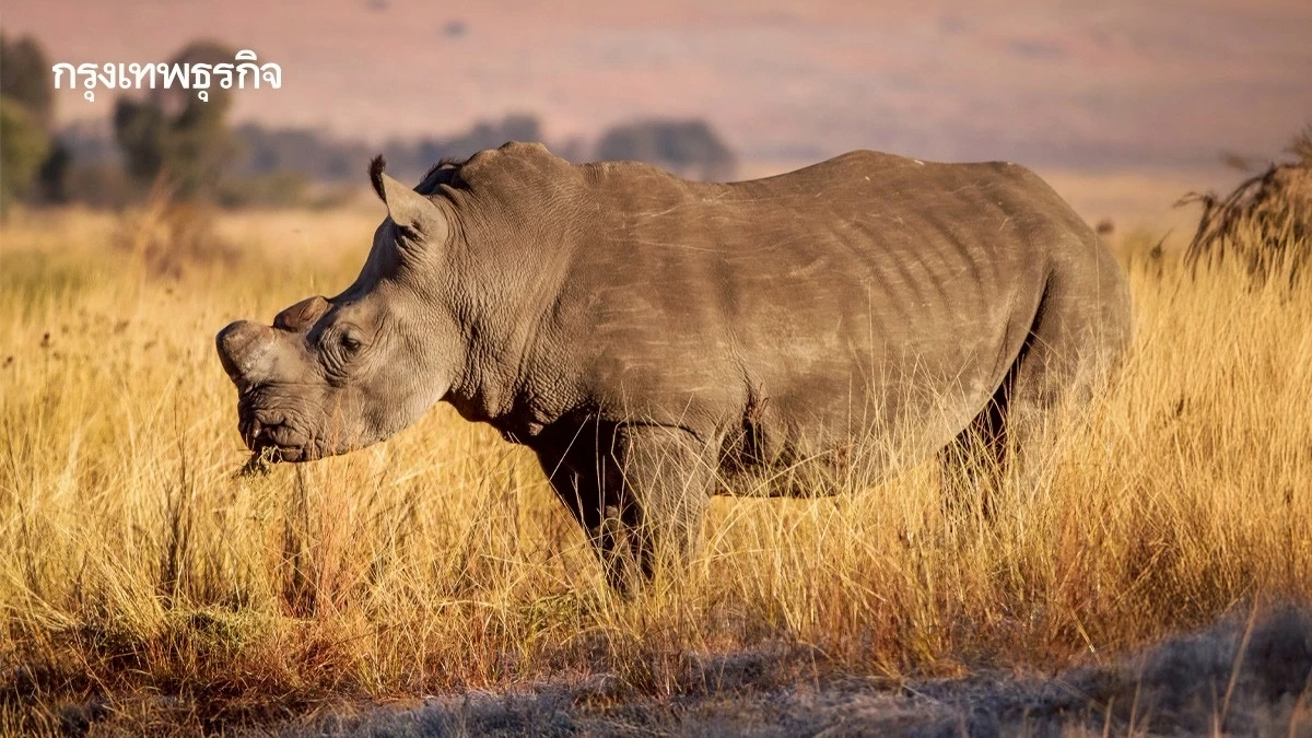 ตัดนอทิ้ง วิธีที่ดีที่สุดสำหรับปกป้อง ‘แรด’ จากแก๊งลักลอบค้าสัตว์ ช่วยชีวิตได้ 78%
