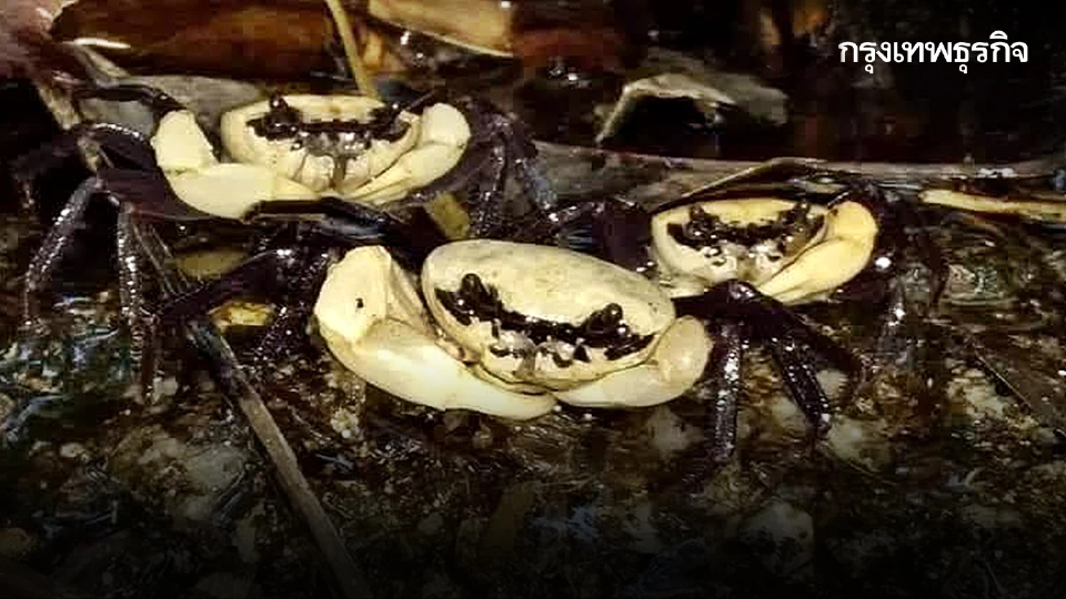 รู้จัก 'ปูเจ้าฟ้า' รูปลักษณ์สวยสะดุดตา อัญมณีแห่งผืนป่าระนอง